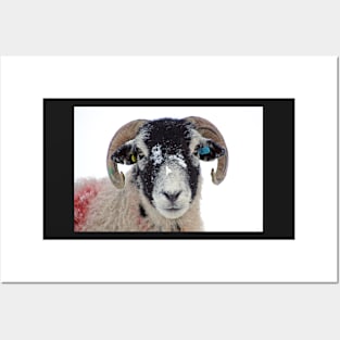 Swaledale Ewe in Snow Posters and Art